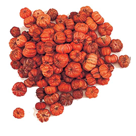 Natural Botanical Mini Pumpkin Putka Pods